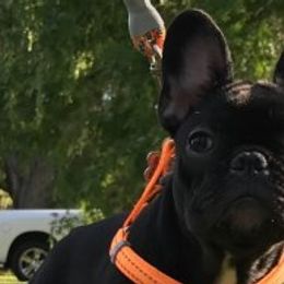 French Bulldogs from Pure Devotion Frenchies