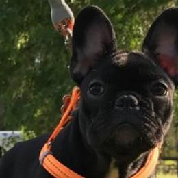 French Bulldogs from Pure Devotion Frenchies