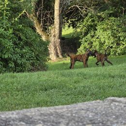 Dutch Shepherd Puppies from Acadia CanineTM