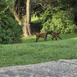 Dutch Shepherd Puppies from Acadia CanineTM
