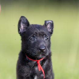 Male 2 - Black brindle male Dutch Shepherd puppy in Fayetteville, North Carolina from Iron Sight K9s