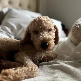 Cinnamon - Goldendoodle