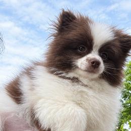 Diesel - Chocolate parti male Pomeranian puppy in Bristol, Connecticut from Mala Poms