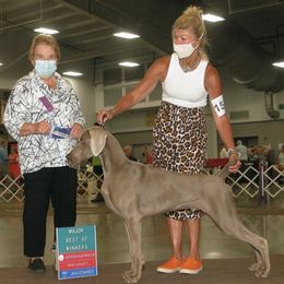 Suede - Weimaraner