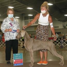 Suede - Weimaraner