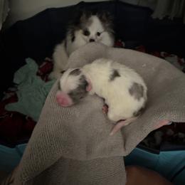 Boy 1 - Blue merle male Pomeranian puppy in New Plymouth, Idaho from Pawdawan Poms