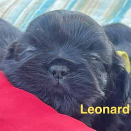 Leonard - Chocolate male Shih Tzu puppy in Bloomfield, Indiana from Meihem Pups