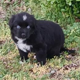Nala - Teal - Girl - Black tri-color female Australian Shepherd puppy in Charlotte, North Carolina from Tranquility Trail Aussies