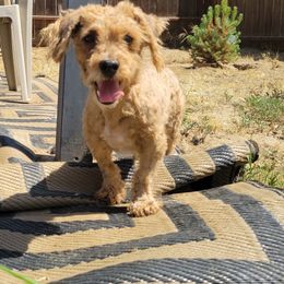 Nutterbutter - Apricot male Yorkipoo puppy in Laton, California from McMillan Family Kennels