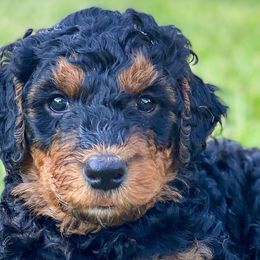 Bernedoodles from East Texas Doodles
