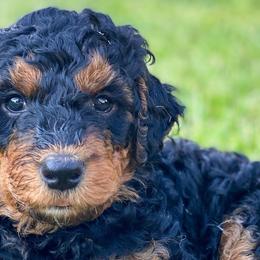Bernedoodles from East Texas Doodles