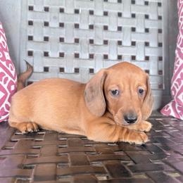 Huey - Red male Dachshund puppy in Town Creek, Alabama from PapaDox Miniature Dachshunds