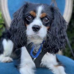 Nick - Cavalier King Charles Spaniel