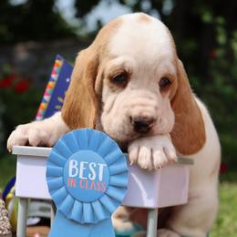 Salmon - Red and white male Basset Hound puppy in Pollock, Missouri from Northstar