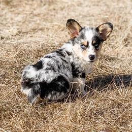 American Corgis and Pembroke Welsh Corgis from Roscoe Ranch Corgis