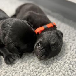 Orange - Black male Labrador Retriever puppy in Derby, Kansas from Wheatland Retrievers