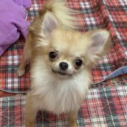 Chihuahuas and Xoloitzcuintli from Coolballow Chihuahuas
