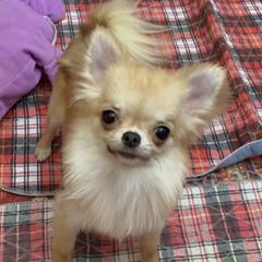 Chihuahuas and Xoloitzcuintli from Coolballow Chihuahuas