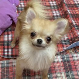 Chihuahuas and Xoloitzcuintli from Coolballow Chihuahuas