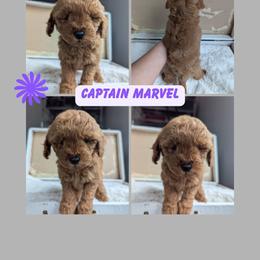 Captain Marvel - Red  female Goldendoodle puppy in Newdale, Idaho from Canyon Creek Puppies