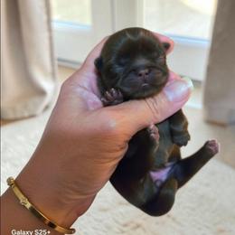Lainey - Liver female Shih Tzu puppy in Richmond, Texas from Aleka Shih Tzu