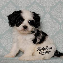 Alfalfa - Black and white male Cavapoo puppy in Nashville, Arkansas from Rocky Road Puppies