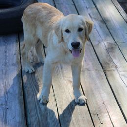 Golden Retriever and Miniature Australian Shepherd Puppies from Alexander Canines