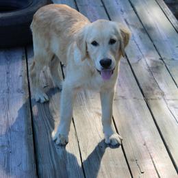 Golden Retriever and Miniature Australian Shepherd Puppies from Alexander Canines