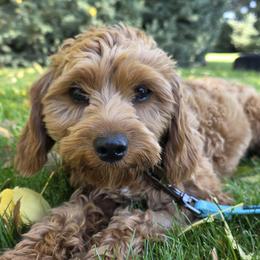 Aussiedoodles, Bernedoodles, Bernese Mountain Dogs, Cavapoos, Poodles, and Sheepadoodles from Draper Mountain Doodles