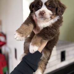 Everest - male Australian Mountain Doodle puppy in Inola, Oklahoma from Blue Stem Companions