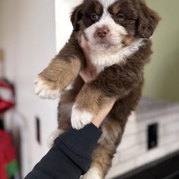 Everest - male Australian Mountain Doodle puppy in Inola, Oklahoma from Blue Stem Companions