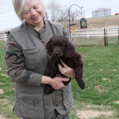 Boykin Spaniel Puppies from Bayhill Boykins