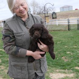 Boykin Spaniel Puppies from Bayhill Boykins
