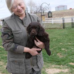 Boykin Spaniel Puppies from Bayhill Boykins