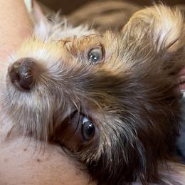 Yorkshire Terrier All Grown Up from Happy Days