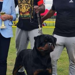 Uvo - Rottweiler