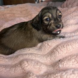 Dobby - Cream male Dachshund puppy in Richwood, West Virginia from Wild and Wonderful Wieners
