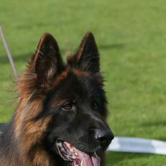 Xtremo - German Shepherd