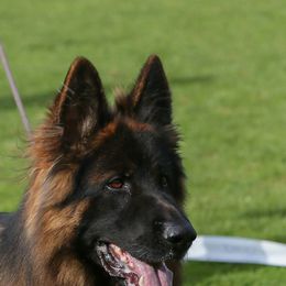 Xtremo - German Shepherd