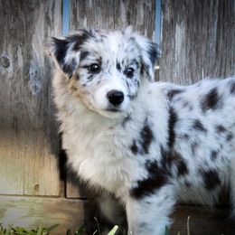 Australian Shepherd Puppies from Forte Australian Shepherds & Co.