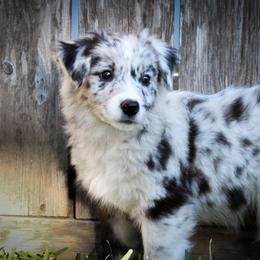 Australian Shepherd Puppies from Forte Australian Shepherds & Co.