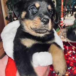 Rottweiler Puppies from Vom Arnold-Hause Rottweilers