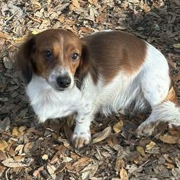 Kloe - Florida only - Piebald female Dachshund puppy in Lakeland, Florida from Elite Doxies Florida