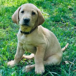 Ember - Yellow male Labrador Retriever puppy in Rock Hill, South Carolina from North Star Retrievers