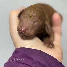 Girl 1 - Red  female Poodle puppy in Bettendorf, Iowa from Red Door Poodles