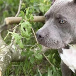 American Bullies from SheShed Bully Camp