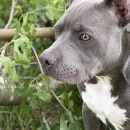 American Bullies from SheShed Bully Camp