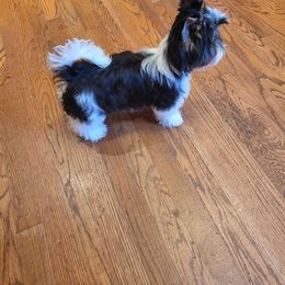 Boy 1 - Biewer Terrier puppy in Chesapeake, Virginia from Bellissima Biewers & Yorkies