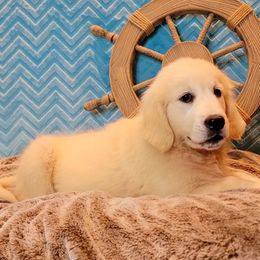 Girl 3 - Light golden female Golden Retriever puppy in Pembroke, Virginia from Springhouse Farms