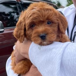 Goldendoodle Puppies from Furever Doodle